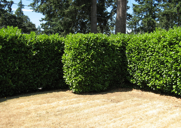 The 7 Best Trees And Shrubs For Privacy Screening In Your ...